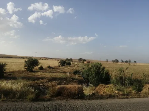Vente Terrain Agricole Tiaret Sougueur