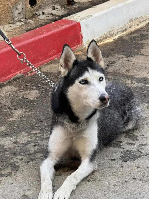 Femelle husky yeux bleu 
