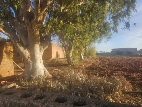 Vente Terrain Mostaganem Ouled el kheir