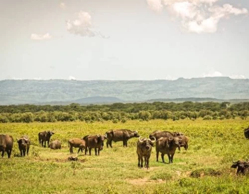  SAFARI DE LUXE AU KENYA  10 JOURS / 9 NUITS PRIX A PARTIR 354 999 DZD PAR PERSONNE 