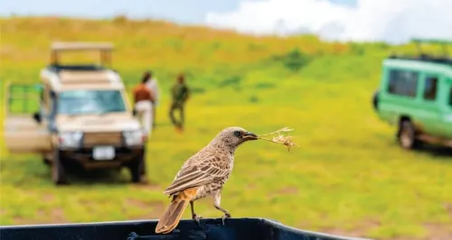  SAFARI DE LUXE AU KENYA  10 JOURS / 9 NUITS PRIX A PARTIR 354 999 DZD PAR PERSONNE 