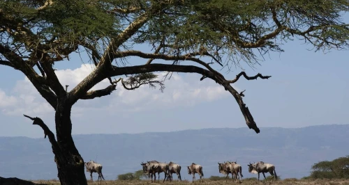  SAFARI DE LUXE AU KENYA  10 JOURS / 9 NUITS PRIX A PARTIR 354 999 DZD PAR PERSONNE 