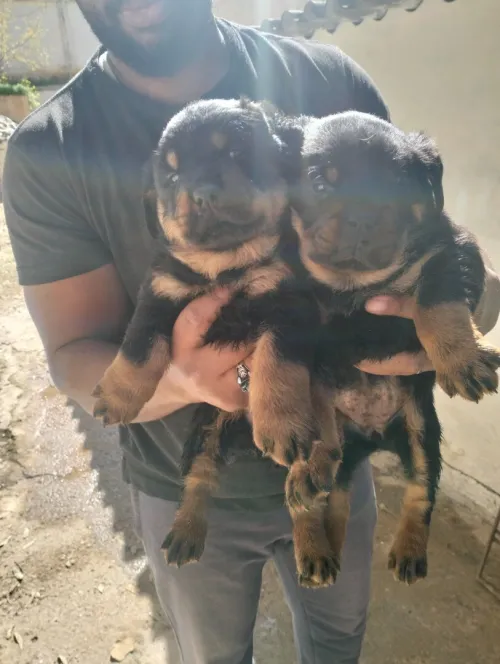 Chiots Rottweiller