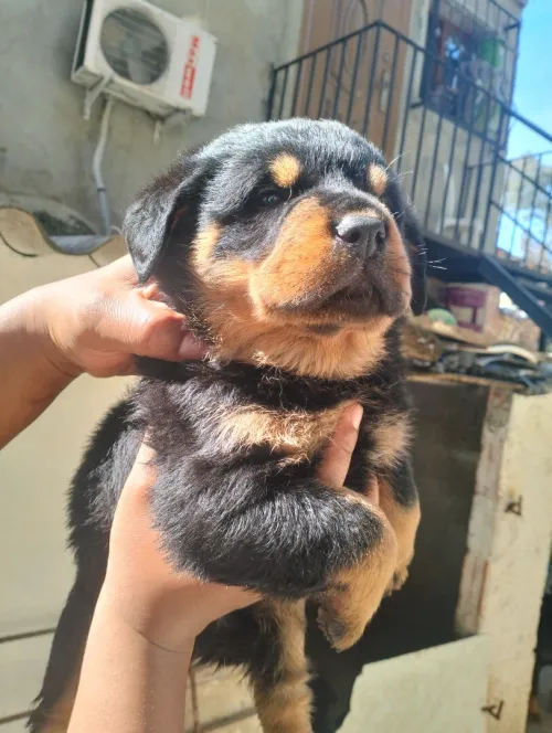 Chiots Rottweiller