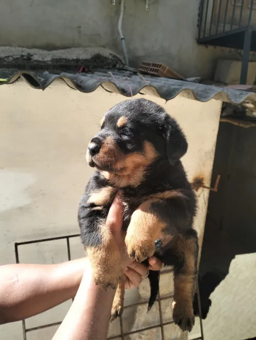 Chiots Rottweiller
