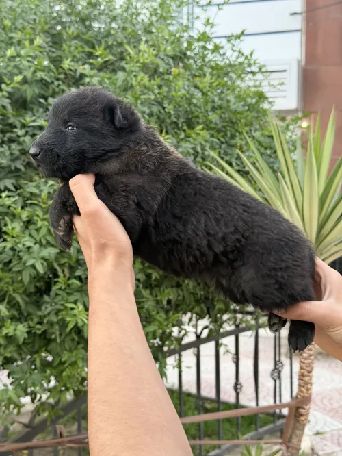 Malinoi