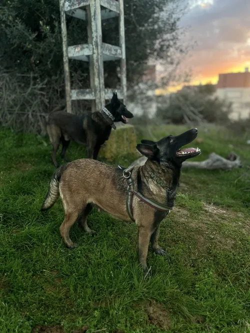 Malinoi