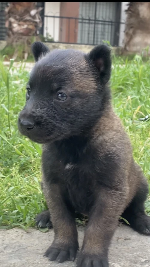 Malinoi