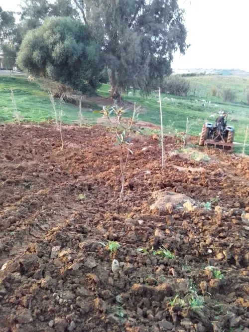 Vente Villa Boumerdès Tidjelabine