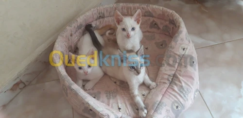 chats pour adoption