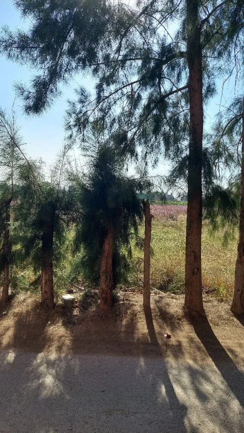 Location Villa Alger Ouled chebel