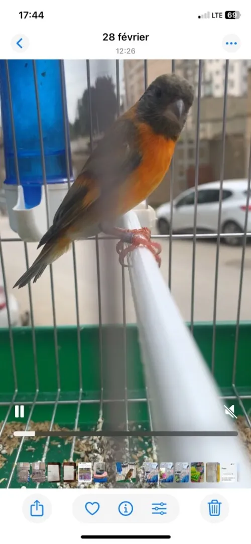 طارن ميتسيون 