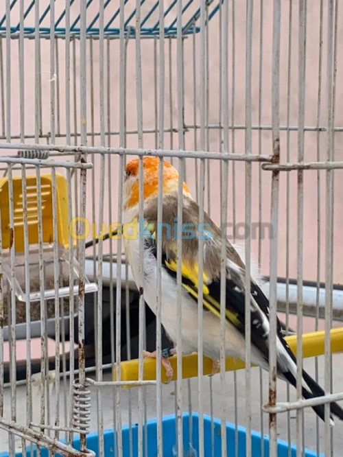 Chardonnerets mutation top 