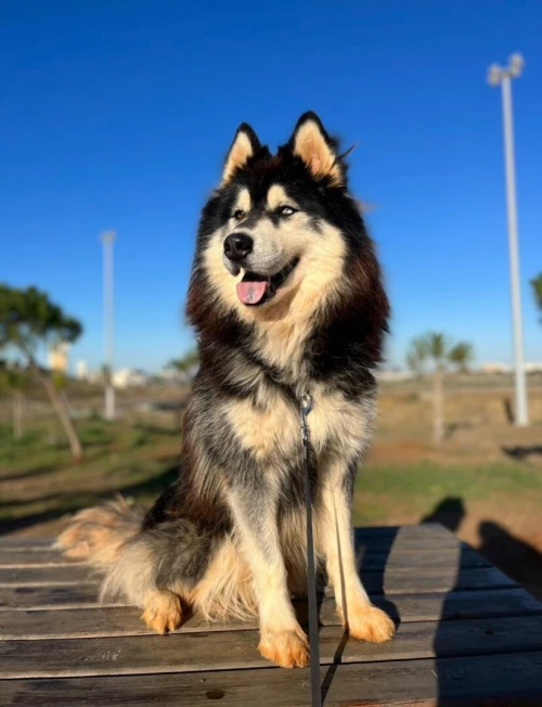 Chien husky malamute