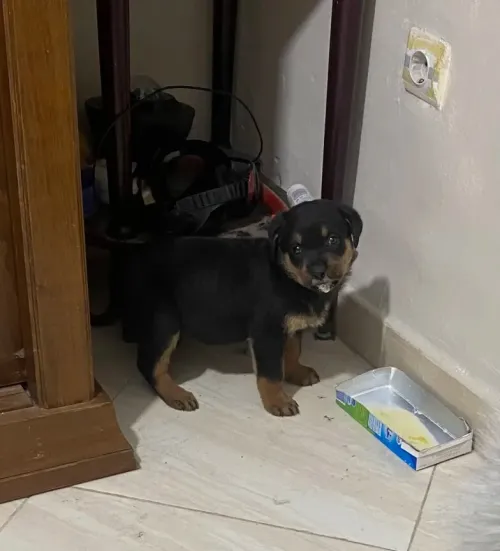 Rottweiler