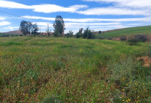 Vente Terrain Agricole Aïn Defla Djelida