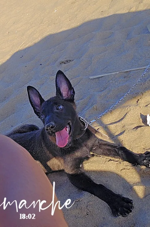 Femelle malinois 