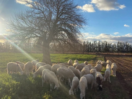 Vente Terrain Agricole Djelfa Ain oussara