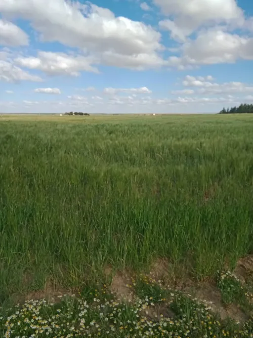 Vente Terrain Agricole Djelfa Birine