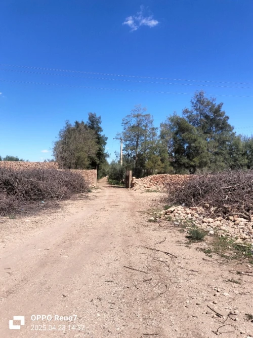 Vente Terrain Agricole Djelfa Hassi fedoul