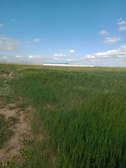 Vente Terrain Agricole Djelfa Birine