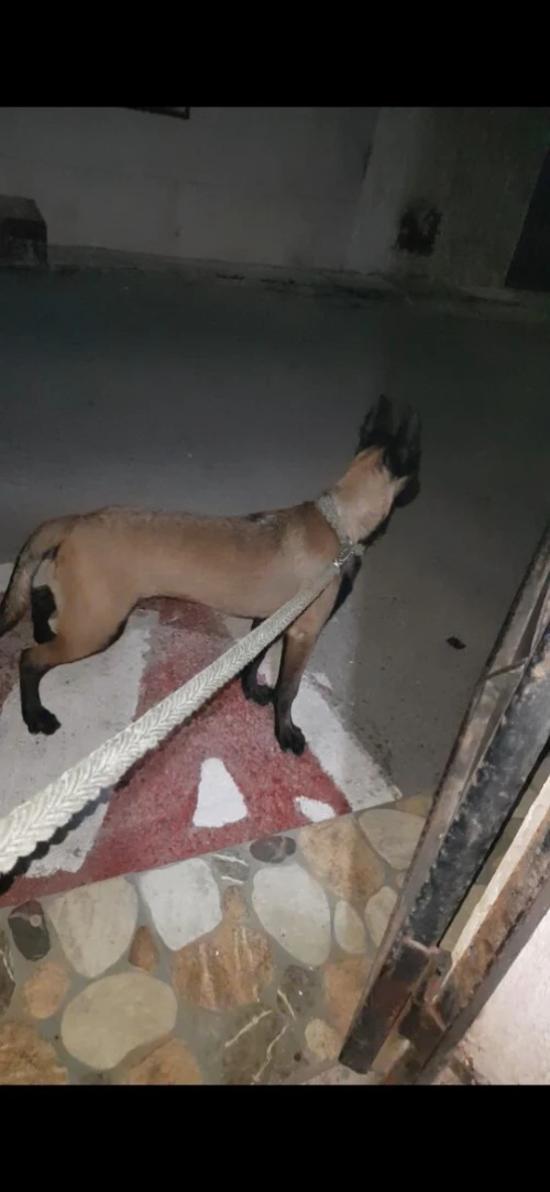 Malinois