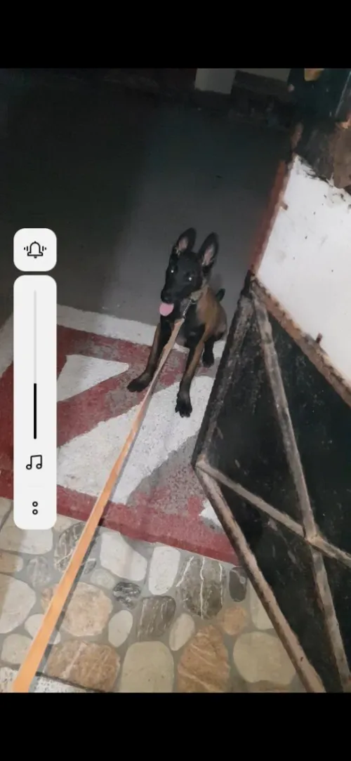 Malinois