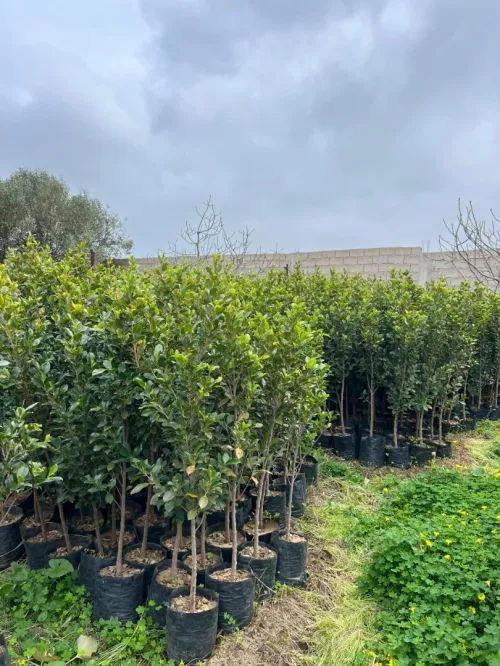 Arbre ficus
