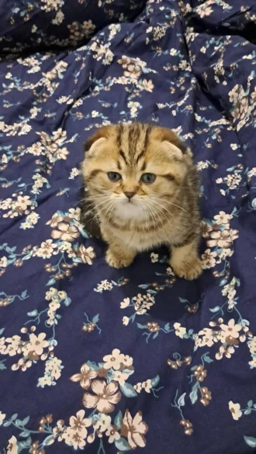 Mâle Scottish brown tabby
