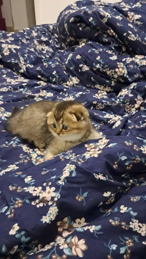 Femelle Scottish fold golden shaded