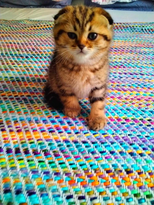 Des chatons Scottish fold et British Shorthair