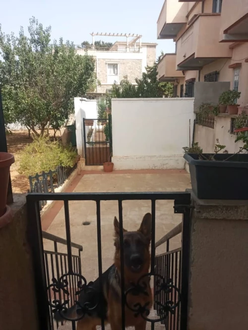 Vente Appartement F4 Alger Bouzareah