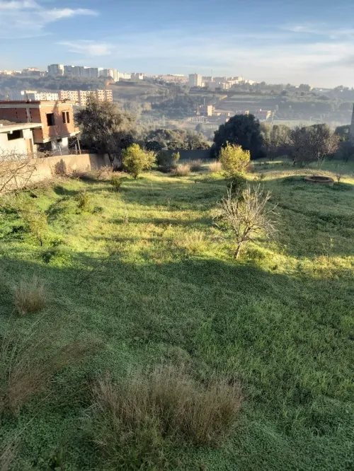 Vente Terrain Tipaza Kolea
