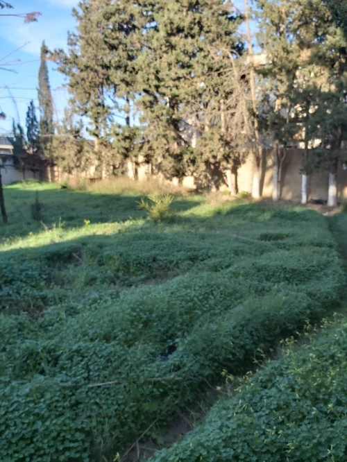 Vente Terrain Tipaza Kolea