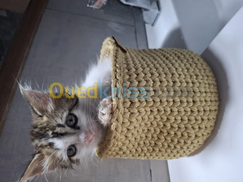 A donner adoption للتبني femelle 