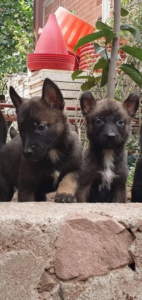 Malinois 