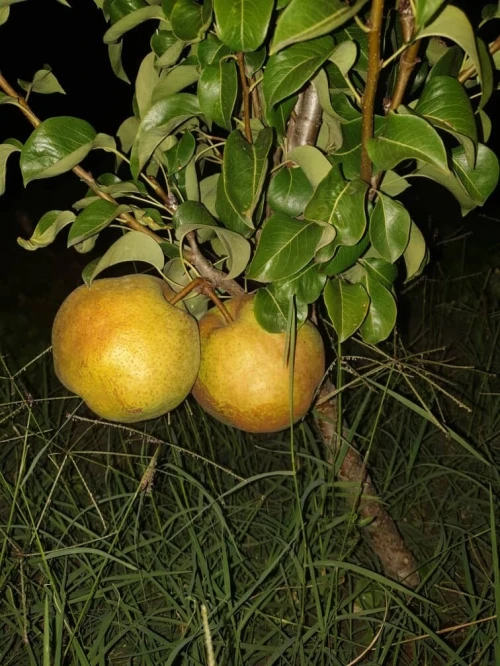 Vente Terrain Agricole El Tarf Ben mehdi