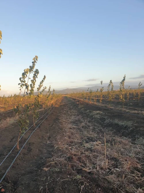 Vente Terrain Agricole El Tarf Ben mehdi