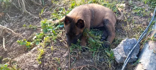 Malinois