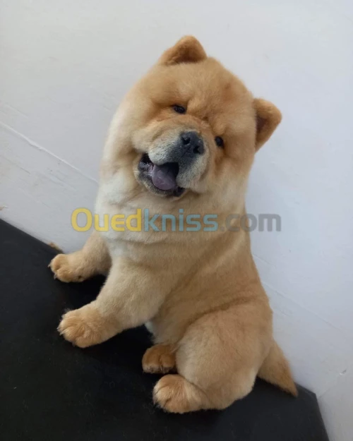 Vend chow chow âgée de 6 mois 