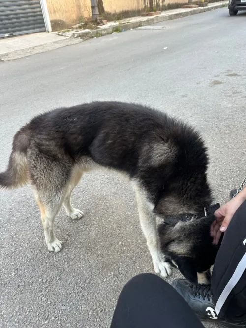 Husky 