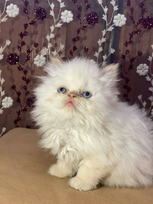 Chatons persons