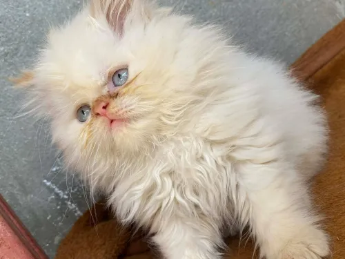 Chaton persan