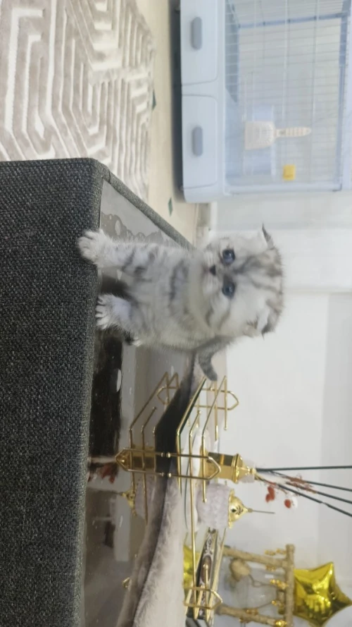 chaton scottish fold