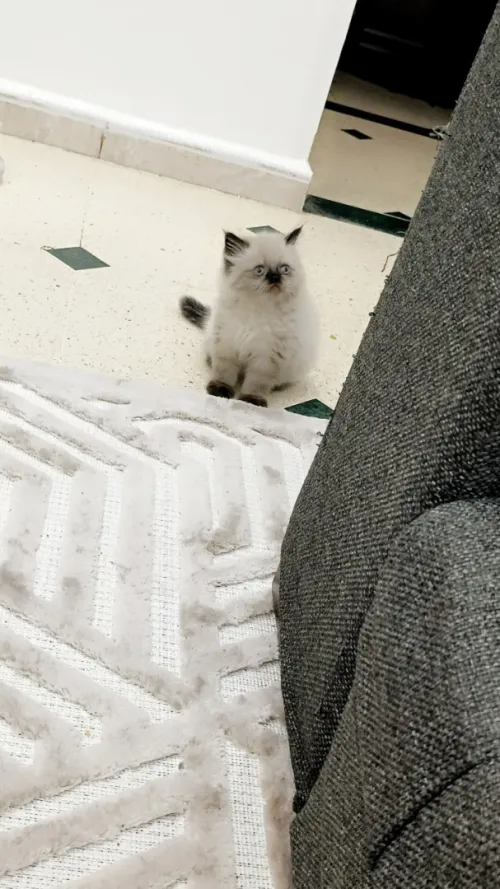 chaton persan himalayen