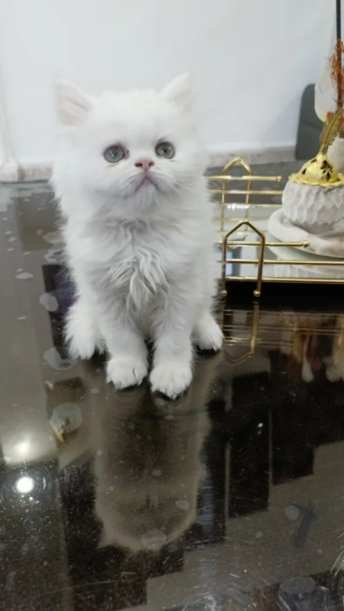 chaton persan