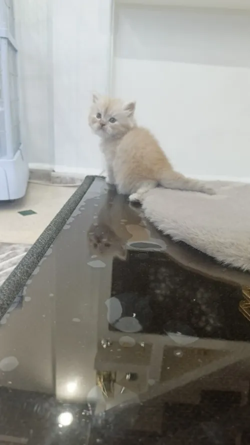 chaton persan