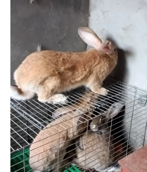 lapin