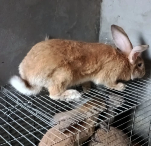 lapin