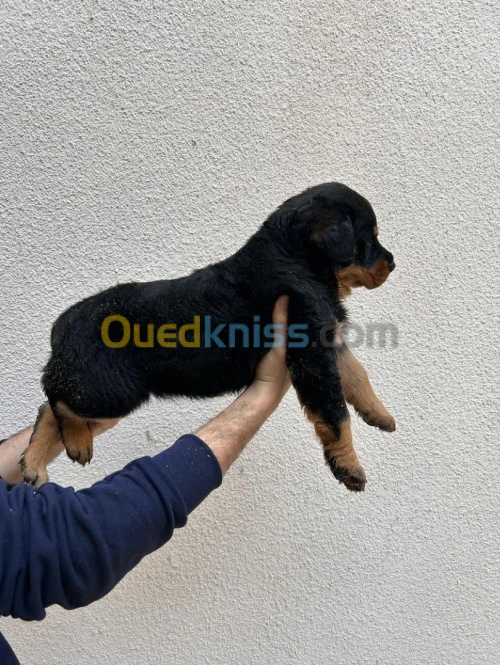 Femelle rotweiller allemand geant